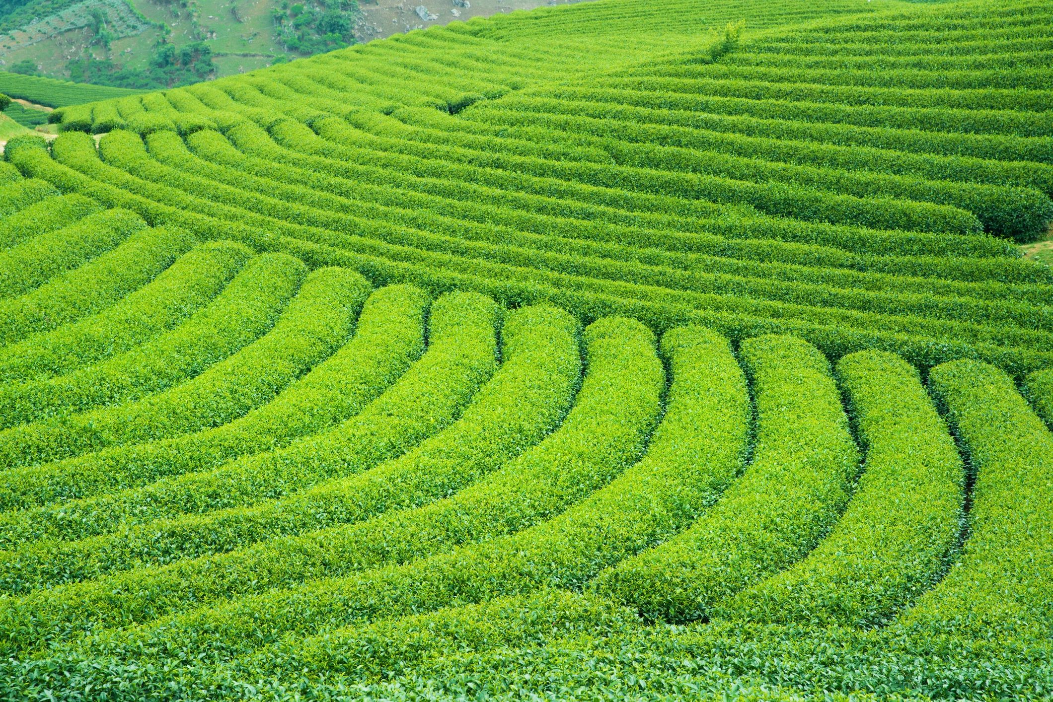 Premium tea landscape representing Mezame Matcha